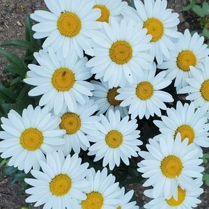 Meet your Posher, Candie